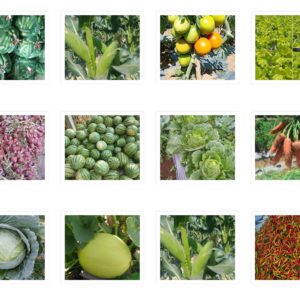 Supplier sayuran Denpasar