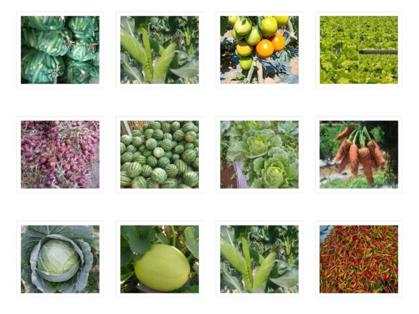 Supplier sayuran Denpasar